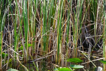Plants and Wildlife in the Florida Everglades