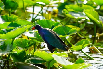 Plants and Wildlife in the Florida Everglades
