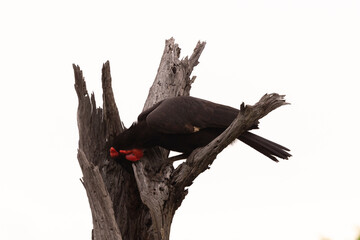 Bucorve du Sud, Grand calao terrestre, Bucorvus leadbeateri, Southern Ground Hornbill