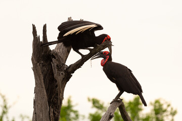 Bucorve du Sud, Grand calao terrestre, Bucorvus leadbeateri, Southern Ground Hornbill