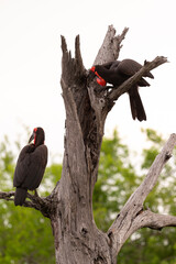 Bucorve du Sud, Grand calao terrestre, Bucorvus leadbeateri, Southern Ground Hornbill