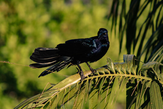 quiscalus