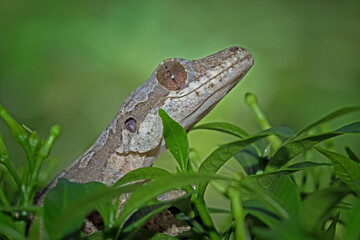 Flying gecko sitting on wood, aggressive reptile that likes to bite, gecko lizard family, animals closeup