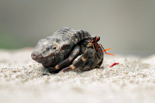 close-up of beautiful hermit crab, Coenobita clypeatus