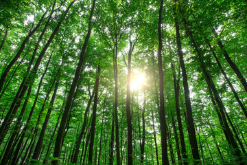 Plakat Forest trees. nature green wood sunlight backgrounds