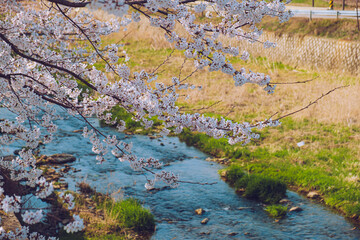 Beautiful cherry blossom in Korea