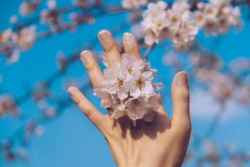 Beautiful cherry blossom in Korea