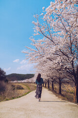 Obraz premium Beautiful cherry blossom in Korea