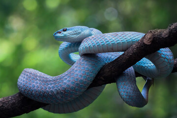 Obraz premium Blue viper snake closeup on branch,blue insularis,Trimeresurus Insularis