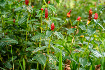 Costus spicatus, also known as spiked spiralflag ginger or Indian head ginger, is a species of herbaceous plant in the Costaceae family