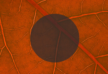 Red leaf detail background with a circular shape in the middle
