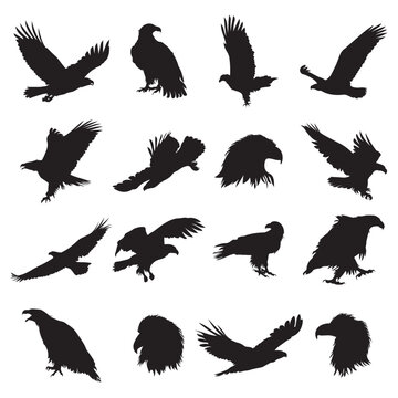 Set of bald eagle silhouette vector illustration