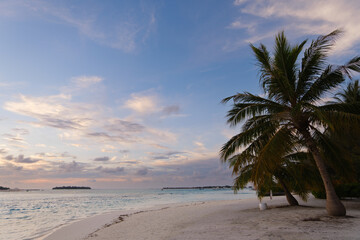 coconut palm trees on white sand beach with crystal clear blue sea