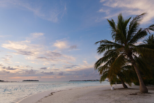 coconut palm trees on white sand beach with crystal clear blue sea