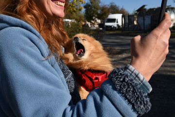 Red small fluffy pomeranian Spitz sits in the arms of a smiling unrecognizable woman. No face. Walking a dog
