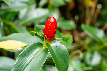 Costus spicatus, also known as spiked spiralflag ginger or Indian head ginger, is a species of herbaceous plant in the Costaceae family