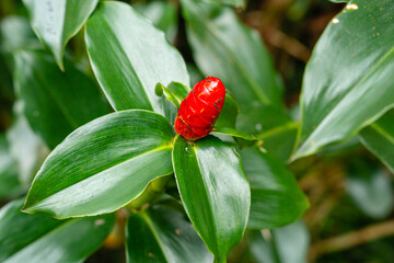 Costus spicatus, also known as spiked spiralflag ginger or Indian head ginger, is a species of herbaceous plant in the Costaceae family