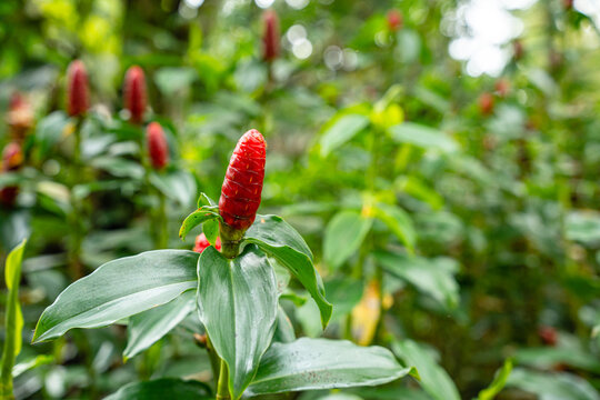 Costus spicatus, also known as spiked spiralflag ginger or Indian head ginger, is a species of herbaceous plant in the Costaceae family