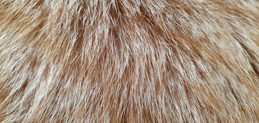 Wool texture close-up. Brown wool. Cat fur texture. Beige cat fur. Fluffy background. 