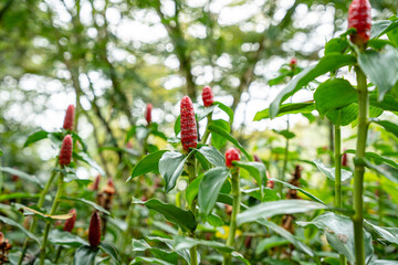 Costus spicatus, also known as spiked spiralflag ginger or Indian head ginger, is a species of herbaceous plant in the Costaceae family