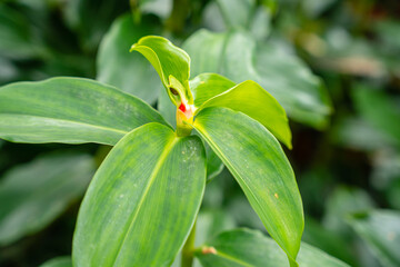 Costus spicatus, also known as spiked spiralflag ginger or Indian head ginger, is a species of herbaceous plant in the Costaceae family