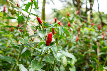 Costus spicatus, also known as spiked spiralflag ginger or Indian head ginger, is a species of herbaceous plant in the Costaceae family