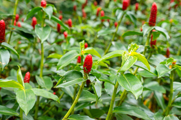 Costus spicatus, also known as spiked spiralflag ginger or Indian head ginger, is a species of herbaceous plant in the Costaceae family