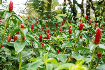 Costus spicatus, also known as spiked spiralflag ginger or Indian head ginger, is a species of herbaceous plant in the Costaceae family