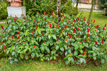 Costus spicatus, also known as spiked spiralflag ginger or Indian head ginger, is a species of herbaceous plant in the Costaceae family