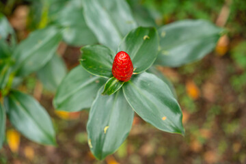 Costus spicatus, also known as spiked spiralflag ginger or Indian head ginger, is a species of herbaceous plant in the Costaceae family