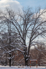 silhouette crown of sprawling oak tree in winter