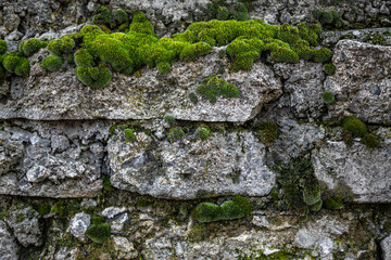 Mosses growing on a Stone Wall