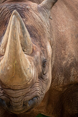 beautiful closeup portrait of a rhino face