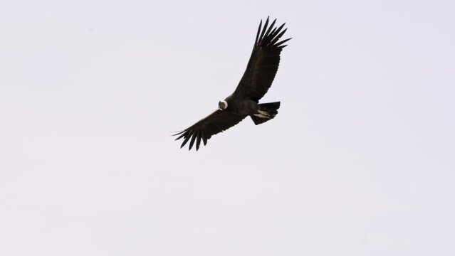 Andean condor in flight showing off its wingspan. Slow motion, 4k. Argentina.