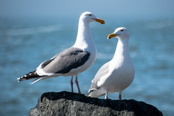 Obraz premium Closeup of Two Seagulls Perched With Ocean Background Blurred
