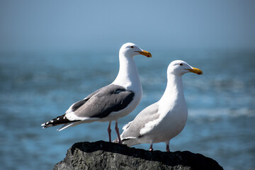 Closeup of Two Seagulls Perched With Ocean Background Blurred