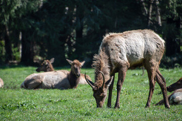 Herd of Elk Lounging in Humboldt County, CA