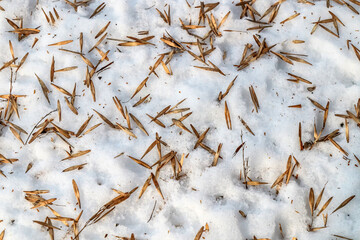 maple plant seeds in the park on melting snow.