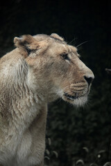 Löwe II
