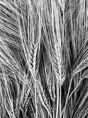 Dried Wheat Background