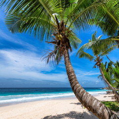 Palm trees in tropical beach. Summer vacation and tropical beach concept.