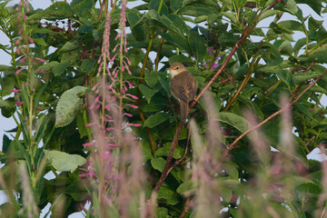 Sumpfrohrsänger (Acrocephalus palustris)	