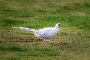 White Pheasant