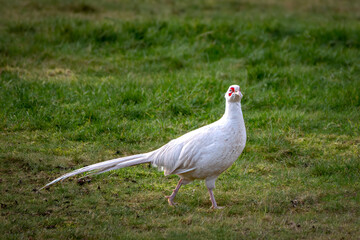 White Pheasant
