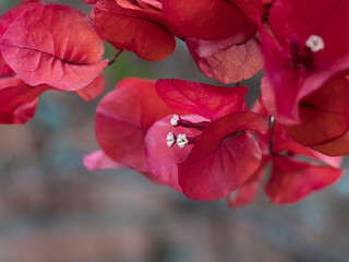 Obraz premium Flor de hibiscus en invierno