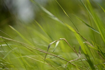 Juicy green spring grass in the meadow, succulent green cereal plants in the field, tender green meadow spikelets, grass texture background, close-up spikelets moving in the wind