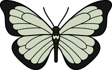 Butterfly illustration. Vector illustration. Live nature.
