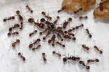 Colonie de Messor structor avec couvains, ouvrières et future gyne