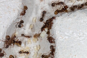Colonie de Messor structor avec couvains, ouvrières et future gyne