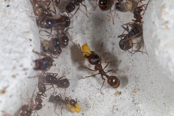 Colonie de Messor structor avec couvains, ouvrières et future gyne
